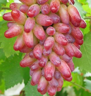 此种水果颜值极高,和红枣一样滋补,每天一串还