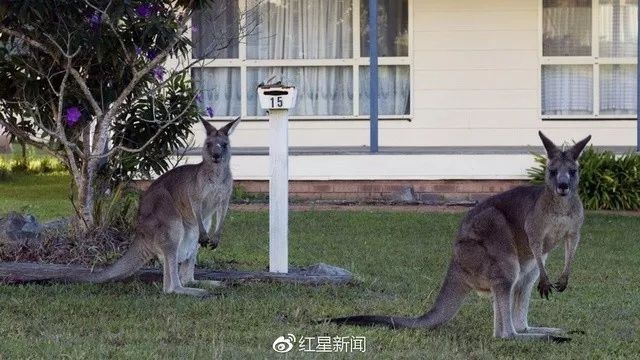 澳洲海胆泛滥成灾，每年请人敲碎6万只，这次中国吃货能拯救世界