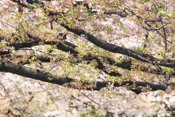 实拍日本上野公园，樱花盛放，规模浩大绚丽多姿，一起去看一下吧