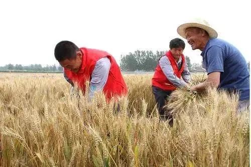 夏收小麦量价齐跌 产业链集体观望