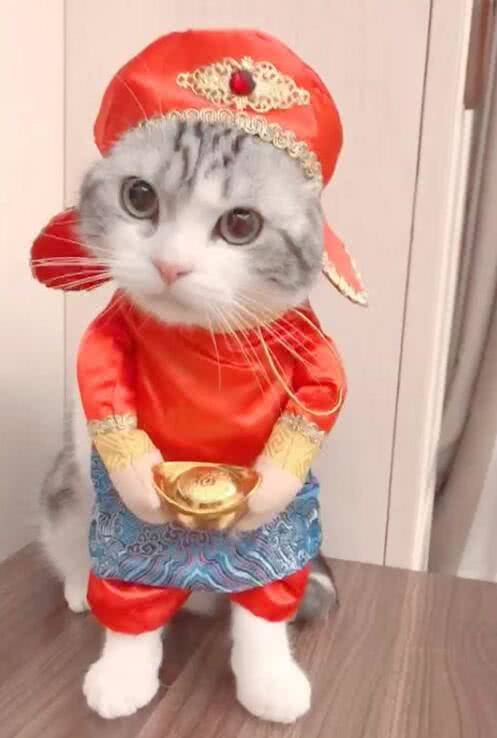 猫咪提前穿年服拜年,穿上喜庆衣服后,模样变化