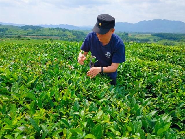 世界最好的黑茶在永州! 复旦大学李辉教授盛