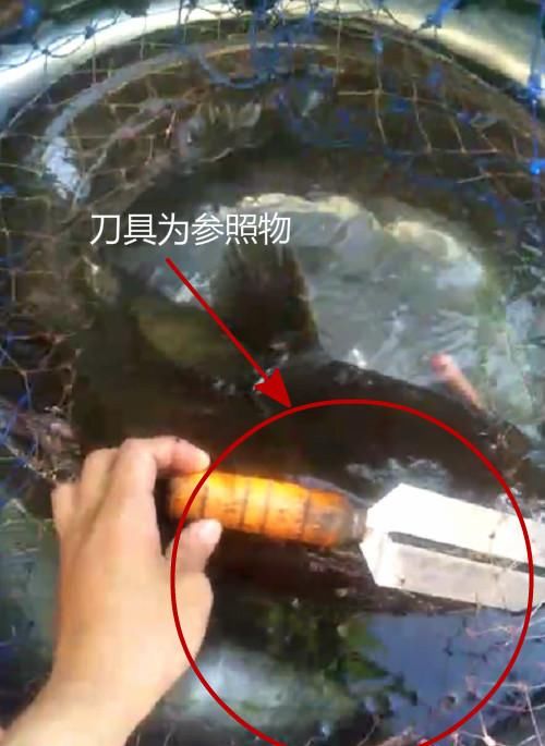 赌五毛！这张汉源湖渔获照片放您面前，您绝对分不清哪条鱼大！