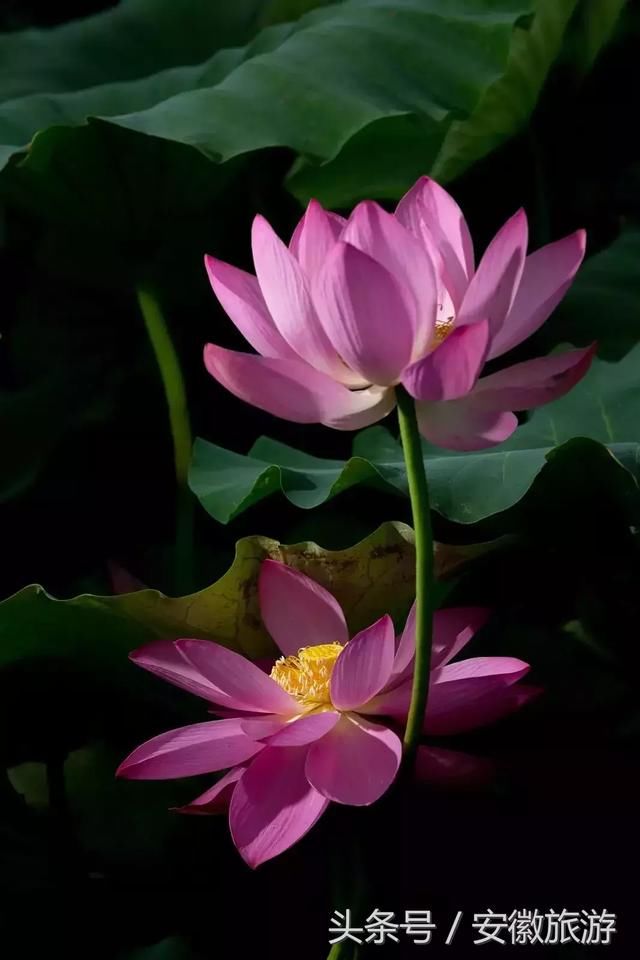 夏日相约“荷”处?黄山高颜值赏荷地等你来Pick
