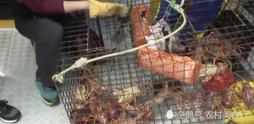 中国游客在“龙虾之都”买龙虾被拒，当地人：我们不卖，不过可以