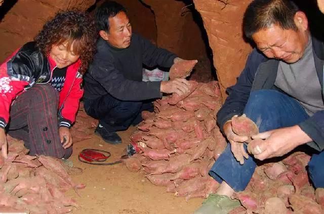 红薯秧子翻不翻?喝酒的人能不能进红薯窖?别再争论了!