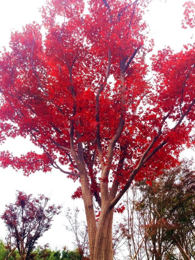 有钱任性！土豪们最爱选的庭院树，你选对了吗？