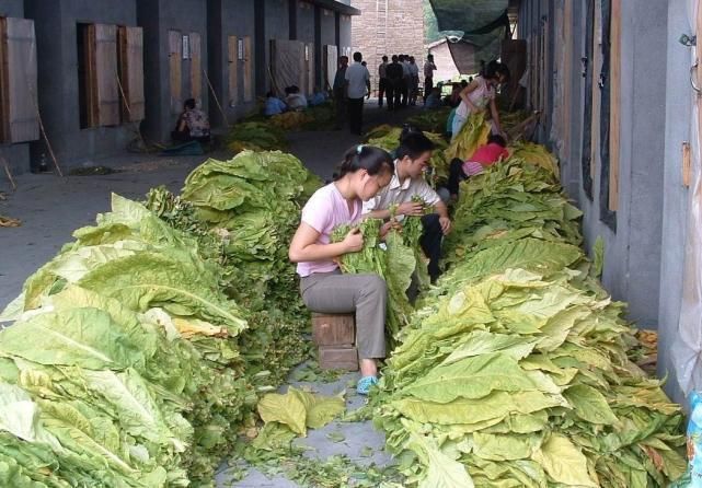 农民不种玉米，种植这种“草”，一亩600斤，10亩利润5万元