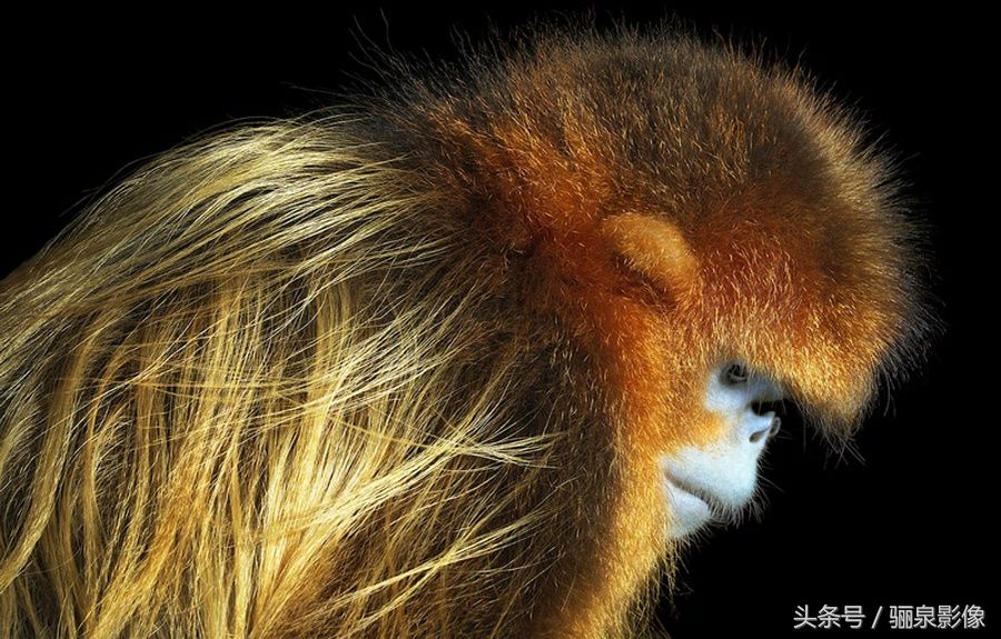 Tim Flach:唤起怜悯之心 充满人性的动物肖像