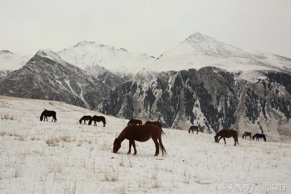 大美新疆 锦绣昭苏