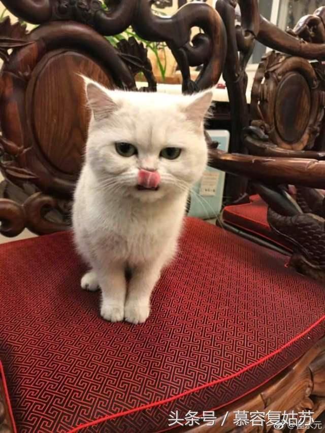 盘点娱乐圈中的撸猫高手,原来我和爱豆的距离