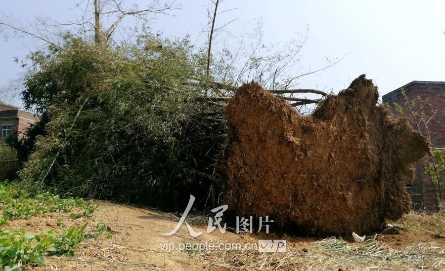 广西忻城遭短时雷雨大风 厂房被吹翻树木连根拔起