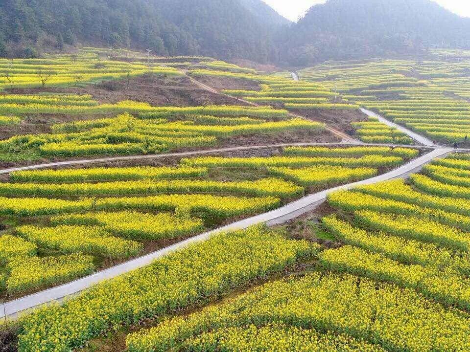 春游赏花踏青的看过来，自驾路线、交通提示在这里！