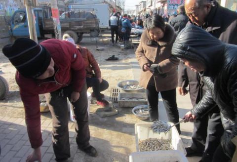 农民在淡水河内捕获到''小白条'' 数量真的是特别