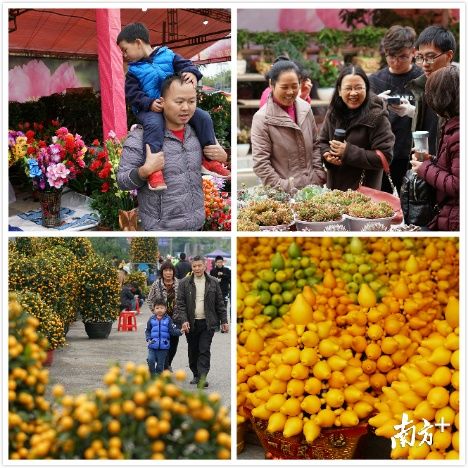 十里馥郁、满城金翠，不下雪的广东用花市征服你!