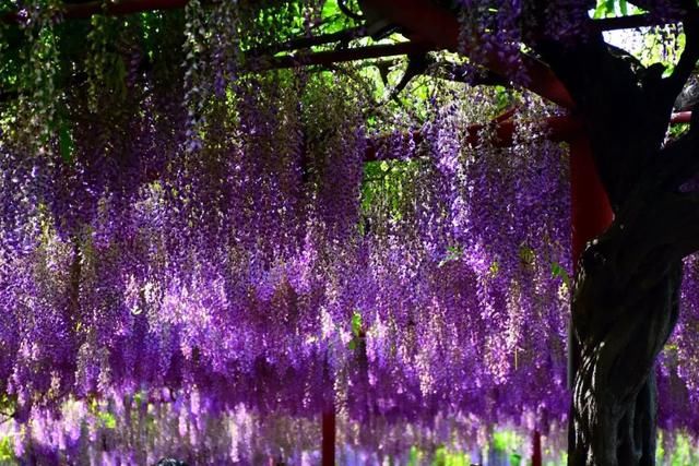 你家的盆栽到啦！快来领取！