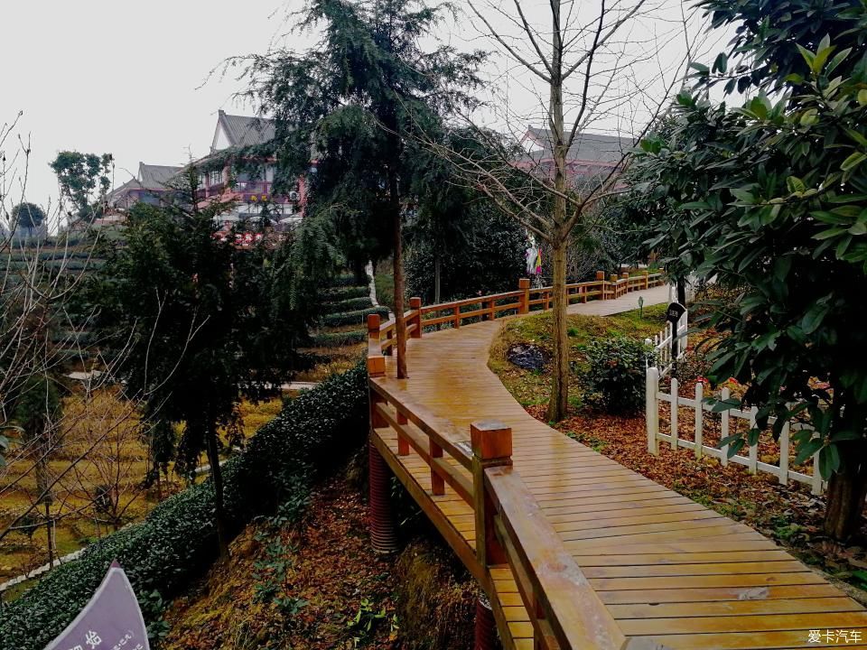 参观牛碾坪万亩观光茶