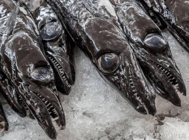 中国的国鱼竟然是带鱼?了解全球带鱼品种就看