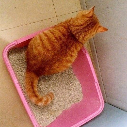 铲屎官偷拍橘猫上网友女生隔着屏幕都闻到颜侧厕所图片