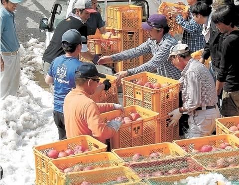 山形县朝日町雪苹果上市甜味绝妙