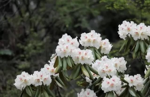 春日花事高山杜鹃开了，趁着花期来四姑娘山收获诗与远方吧