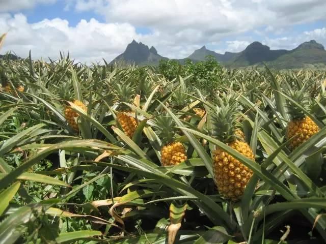 菠萝和凤梨到底是什么关系?