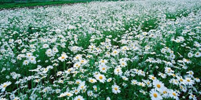 美翻了！五一这个地方必须曝光，门票还免费送！