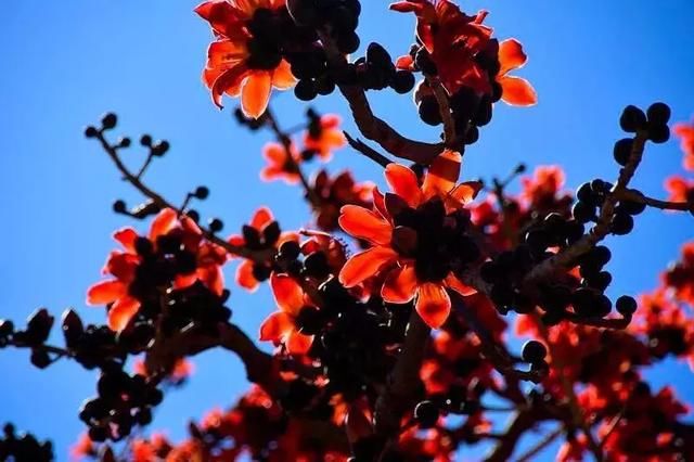 3月，美的不仅是丽江，更是丽江旁边的这座小城！