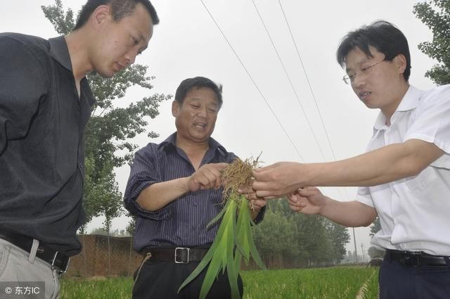 农村地头草丛里的“蝴蝶花”，原来身价那么高!易种植，产量高!