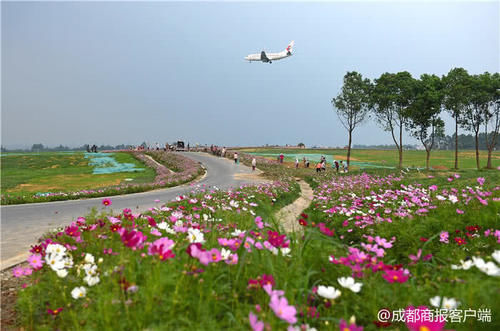 确认过眼神!在抖音上走红的格桑花田原来在这
