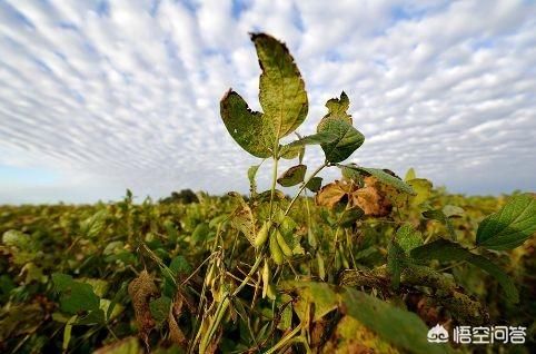 我国每年都会进口大量的农产品，这两样农产品的进口量最大