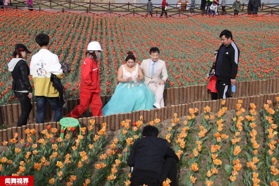 摄影师站郁金香花田拍婚纱，被批没素质起身后却让人竖大拇指