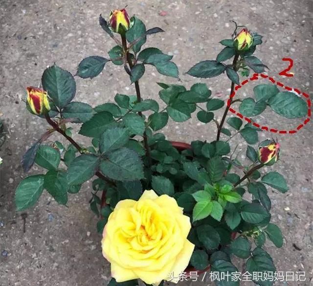 月季花开花后怎样修剪,株形更好,开花更多?