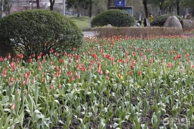 美翻！宁波市区这个公园的郁金香已花开成海，即将刷屏朋友圈！去