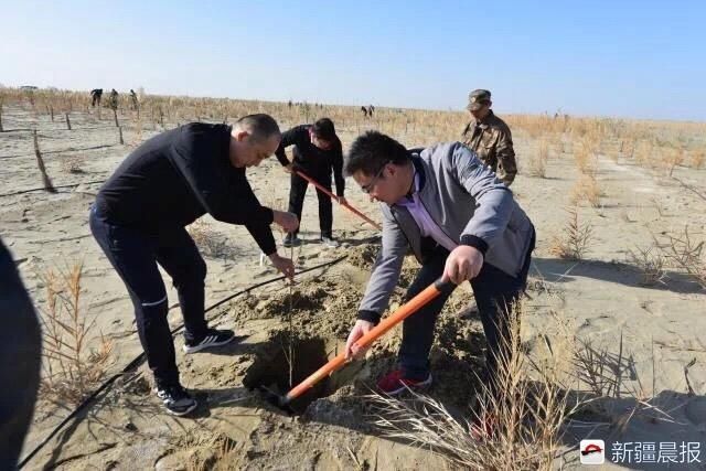 麦盖提防沙治沙五年植树30万亩