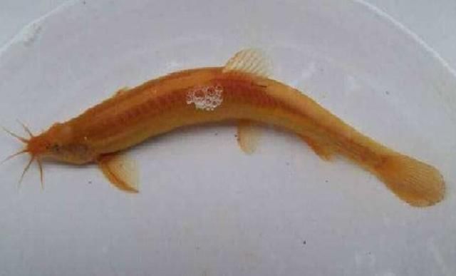 农村的鱼塘农民用来养它,一斤可卖25,一年就