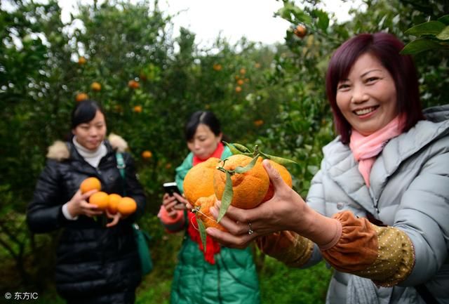 蒲江柑橘扩种严重,现在种植柑橘还来及吗?