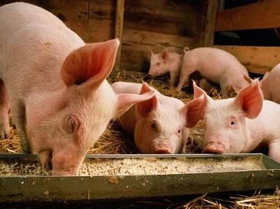 超级猪周期影响弱于预期