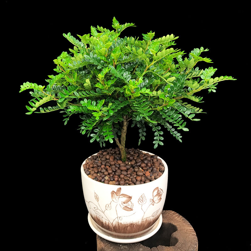 如果遇到这种植物，赶紧挖回家供着!保准升官发财，别傻傻不懂_【快资讯】