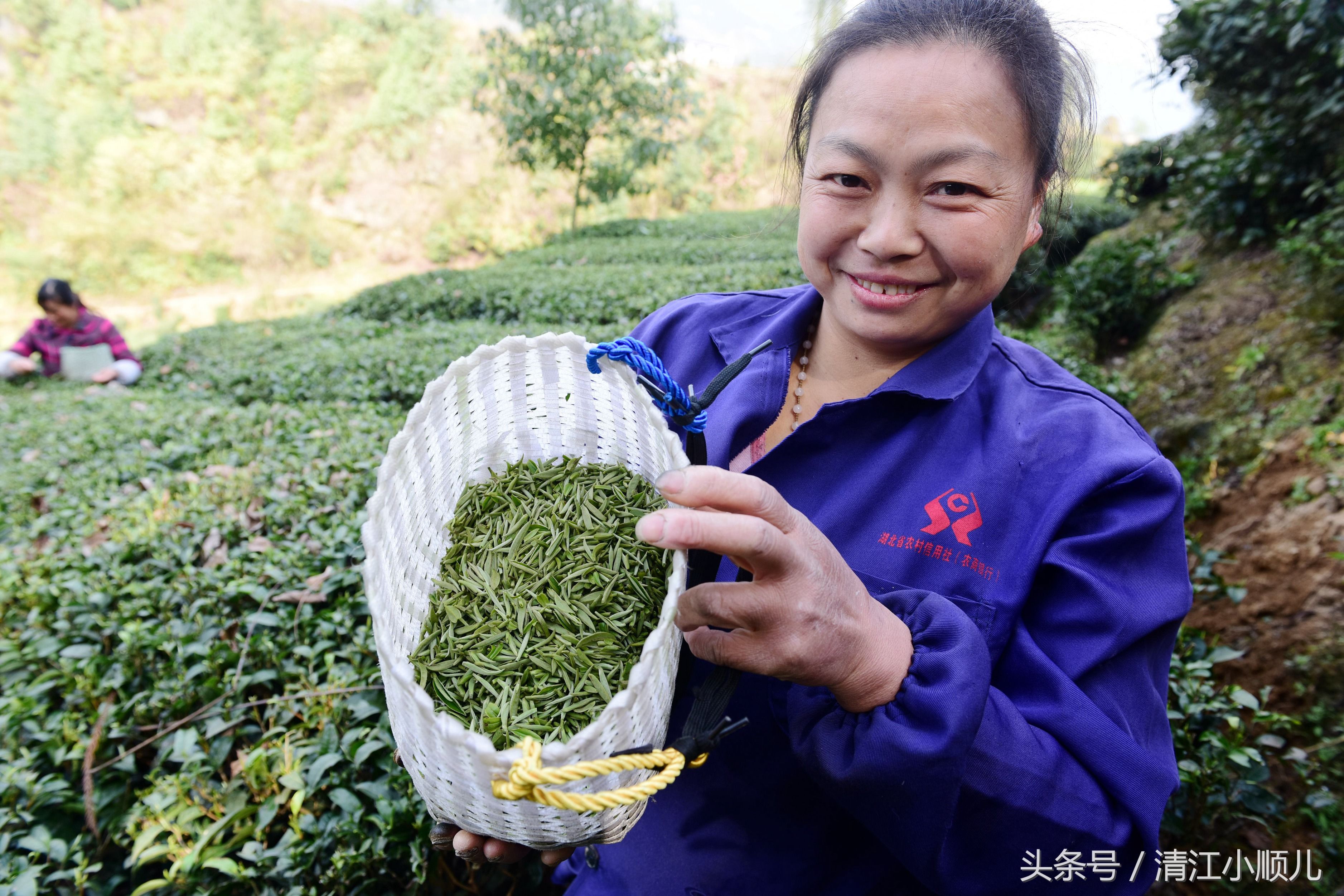 一斤春茶需要采多少芽头?答案让人心酸:真是粒粒皆辛苦