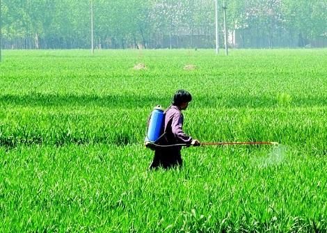 小偷偷了农民种的蔬菜，却因打了农药而中毒，农民该承担责任吗？