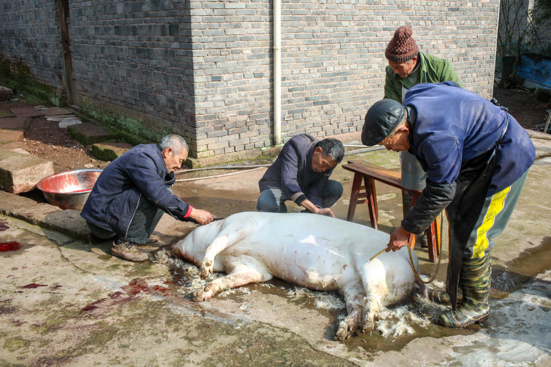 重庆乡下杀年猪,一位农村老师傅竟然表演了现代版的"庖丁解牛"
