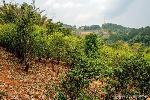 在云南的名茶山中，这座茶山的茶叶性价比最高