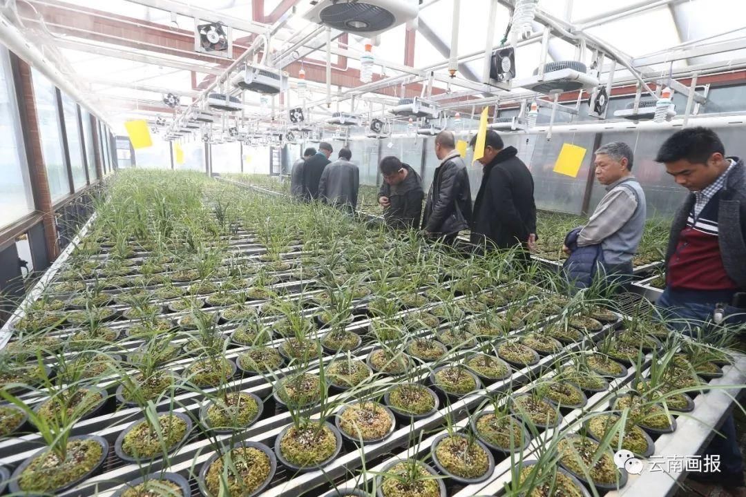 满城流香 兰城保山迎来最大规模兰花博览会