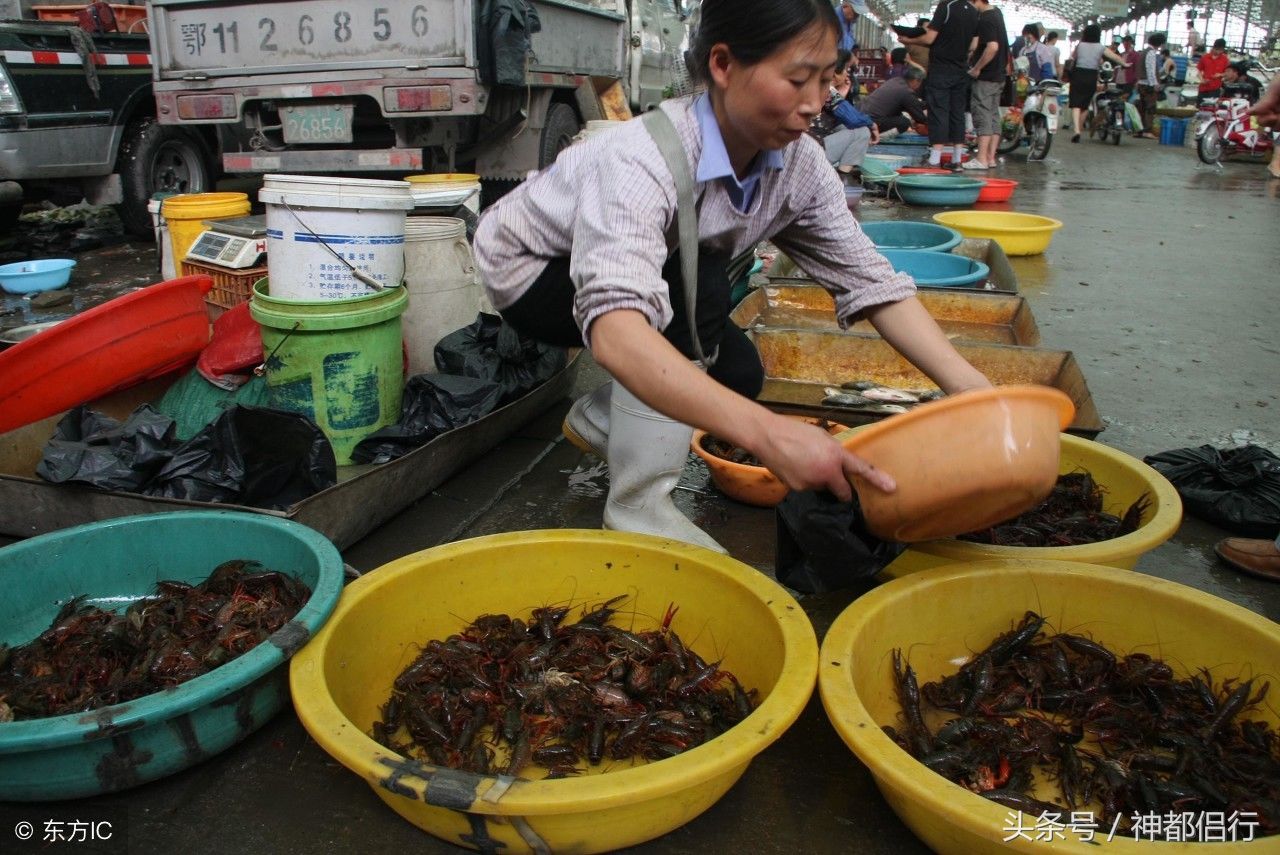 美味小龙虾简直停不下手，市场销售火爆，养殖户摇头:不赚钱