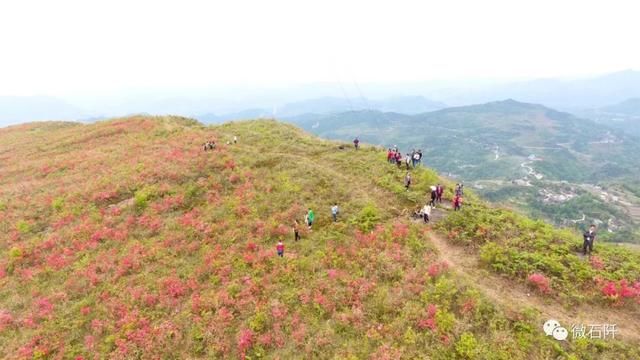 石阡仙人街万亩杜鹃花开了，你去看来没?