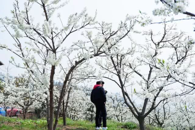 千亩李花竞相怒放，美得不像话！