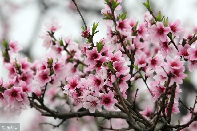 4大生肖2018年桃花运实在是太旺了，你上榜了吗？