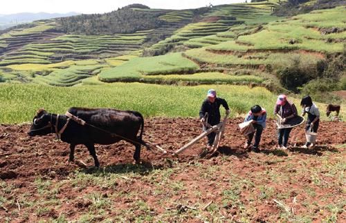国家对农民种粮补贴 老农:山区和平原地区补贴