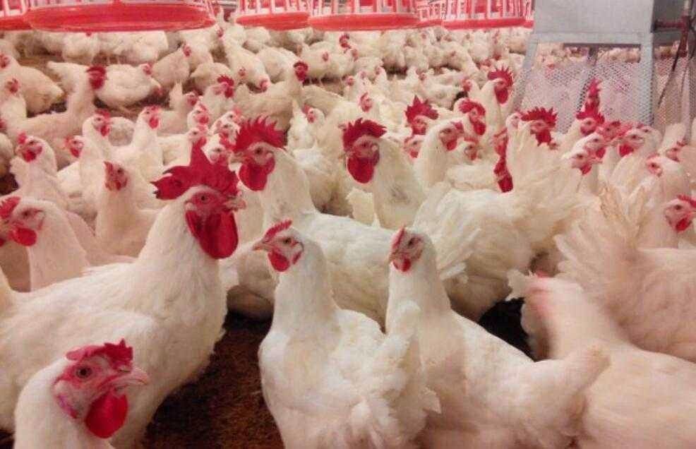 总市值360亿的四家上市公司,为何被一只鸡折腾